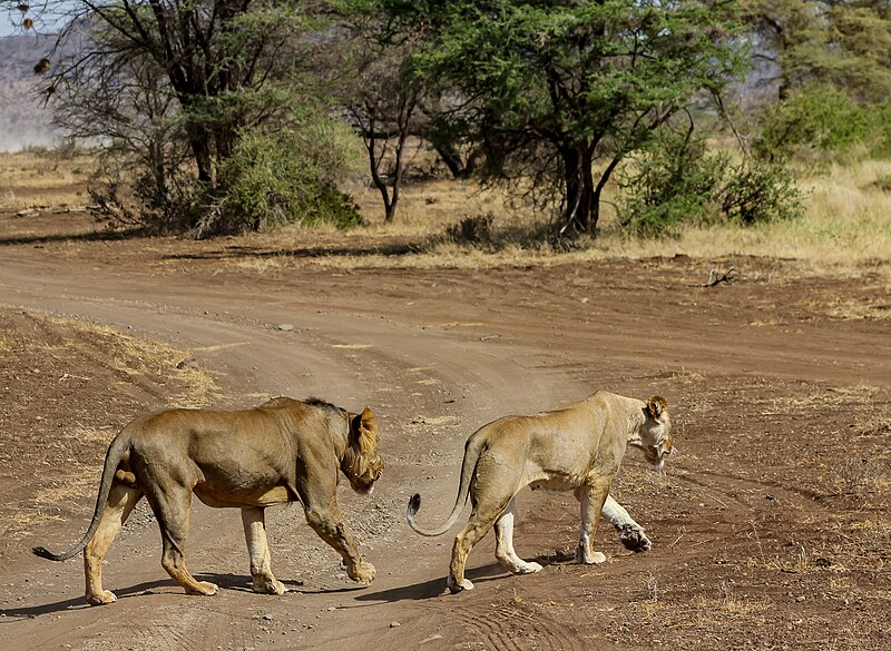 File:Kenya, Safari (46066993952).jpg