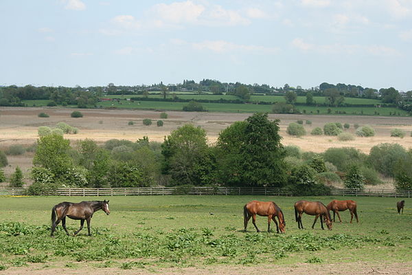 Horses near Pollardstown Fen