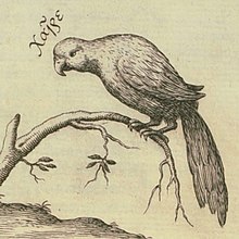 Parrot in Musurgia Universalis (1650) saying Khaire ("hello" in Ancient Greek) Kircher-musurgia-bird-song, parrot.jpg
