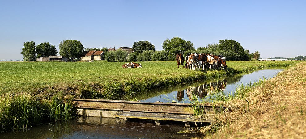 Koeien in het weiland van Midden-Delfland