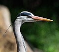 * Nomination Head plumage of the Grey heron (Ardea cinerea) --Tuxyso 15:17, 25 May 2024 (UTC) * Promotion  Support Good quality --Syrio 17:08, 25 May 2024 (UTC)