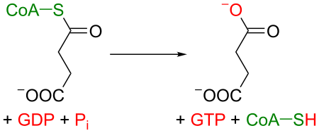 Tập_tin:Krebs_cycle_5_succinyl-CoA_to_succinate.svg