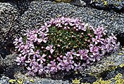 Silene acaulis im Massif du Mercantour