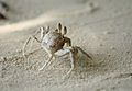 Crabe sur une plage de La Digue