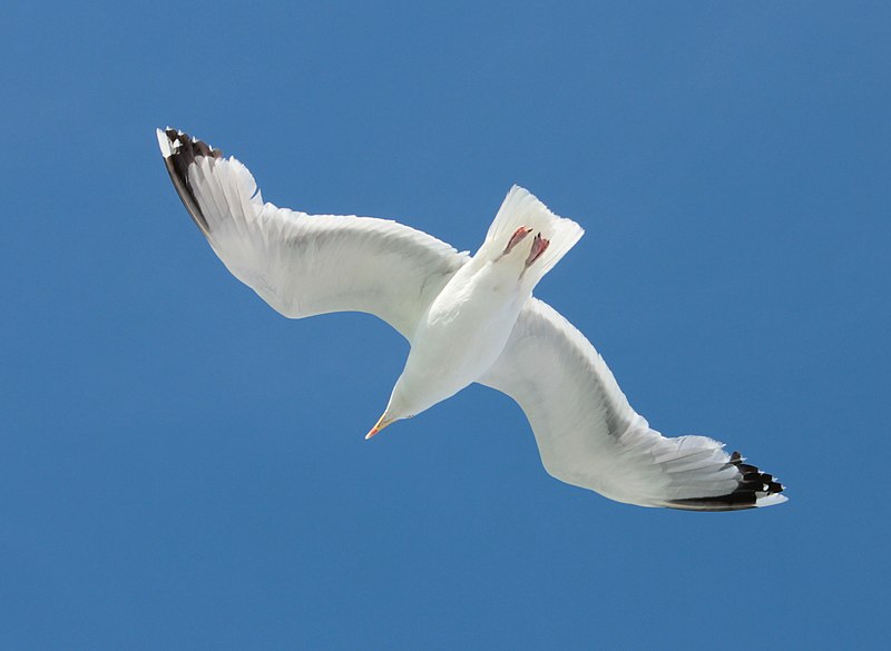 File:La Mouette (29202605).jpeg