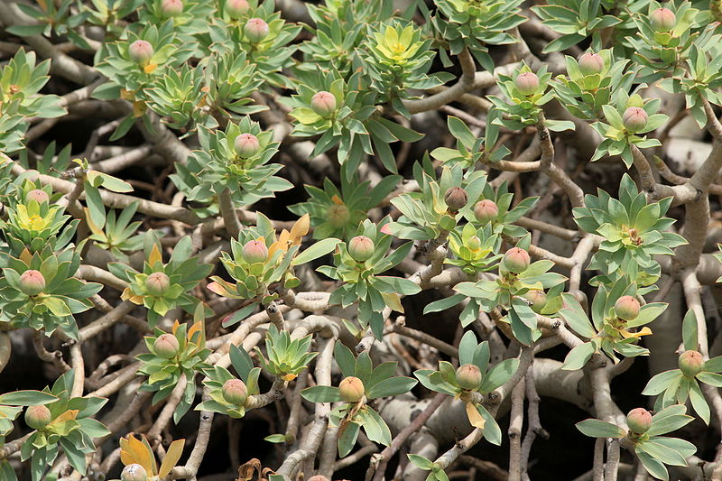 File:La Palma - Garafía - Vía Puerto de Garafía + Euphorbia balsamifera 09 ies.jpg