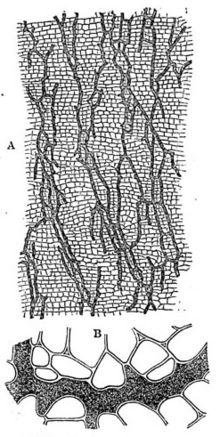 Liquid latex - Wikipedia