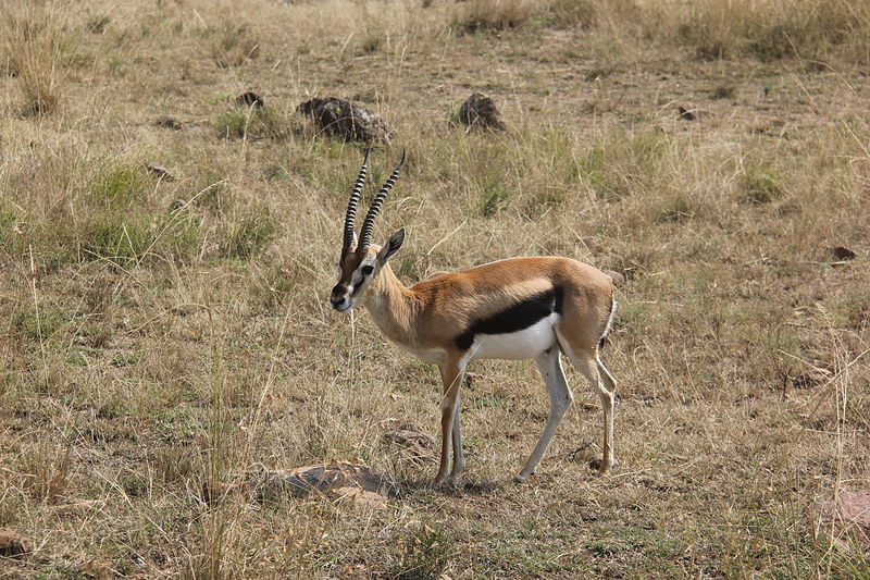 File:Laika ac Gazelle (9727560840).jpg