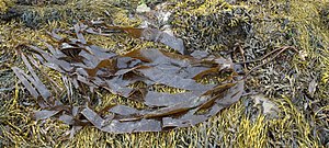 Two fronds of Laminaria digitata washed up on the foreshore of Anglesey, Wales, UK; background is mostly Ascophyllum nodosum.