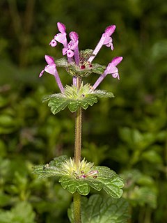 <i>Lamium amplexicaule</i> Species of flowering plant