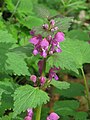 * Nomination Spotted dead-nettle (Lamium maculatum) --Robert Flogaus-Faust 07:17, 8 April 2024 (UTC) * Promotion  Support Good quality. --Poco a poco 18:06, 8 April 2024 (UTC)