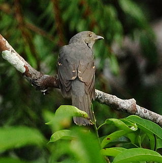 <span class="mw-page-title-main">Cinereous mourner</span> Species of bird