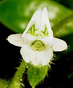 Lankesterella ceracifolia