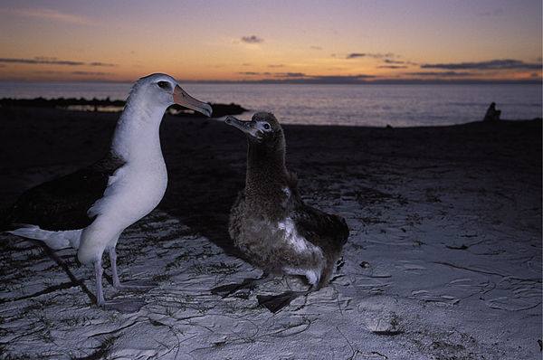 Laysan albatross with chick on Midway