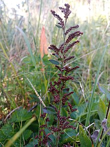 Lechea mucronata 90943540.jpg