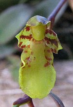 Miniatura para Leochilus labiatus