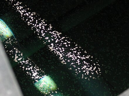 Calcite rafts on the surface of water in Carpinteria Reservoir Leopard spot1.JPG