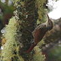 Thumbnail for Scaled woodcreeper