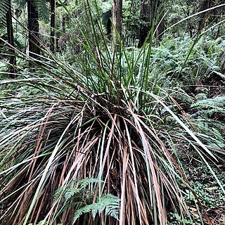 <i>Lepidosperma elatius</i> Species of grass-like plant