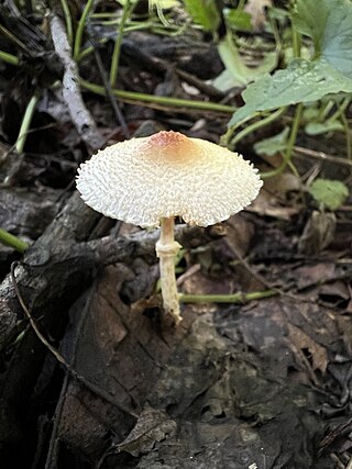 <i>Lepiota maculans</i> Species of fungus