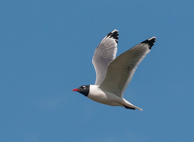 File:Leucophaeus pipixcan, Logan, Utah 1.jpg