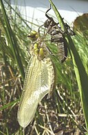 Ecdise e saída do imago da larva.