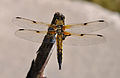 Four-spotted Chaser (Libellula quadrimaculata) Vierfleck