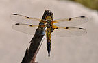 Libellula quadrimaculata