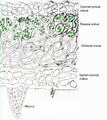 Lichen cross-section.png