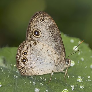 <i>Bicyclus dorothea</i> Species of butterfly