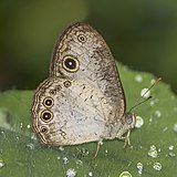 Light bush brown (Bicyclus dorothea) underside.jpg