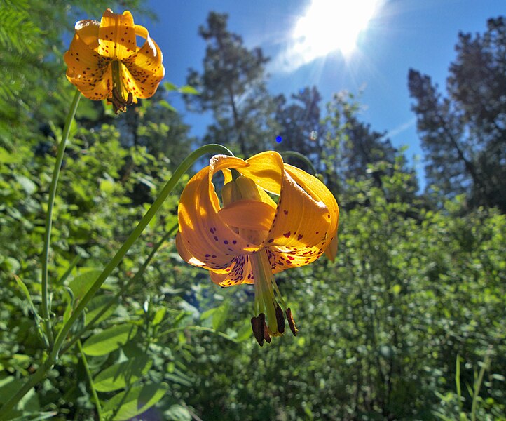 File:Lilium columbianum near Squilchuck State Park Chelan County Washington.jpg