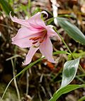 Lilium japonicum "forma Hyuga" în Muntele Hokodake