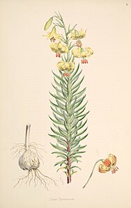 Lilium pyrenaicum (lit).jpg