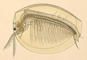 Limnadia lenticularis detail (2877683685).jpg