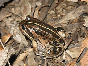 Bildebeskrivelse Limnodynastes dorsalis Western banjo frosk 2 Stirling Range NP II-2010.JPG.