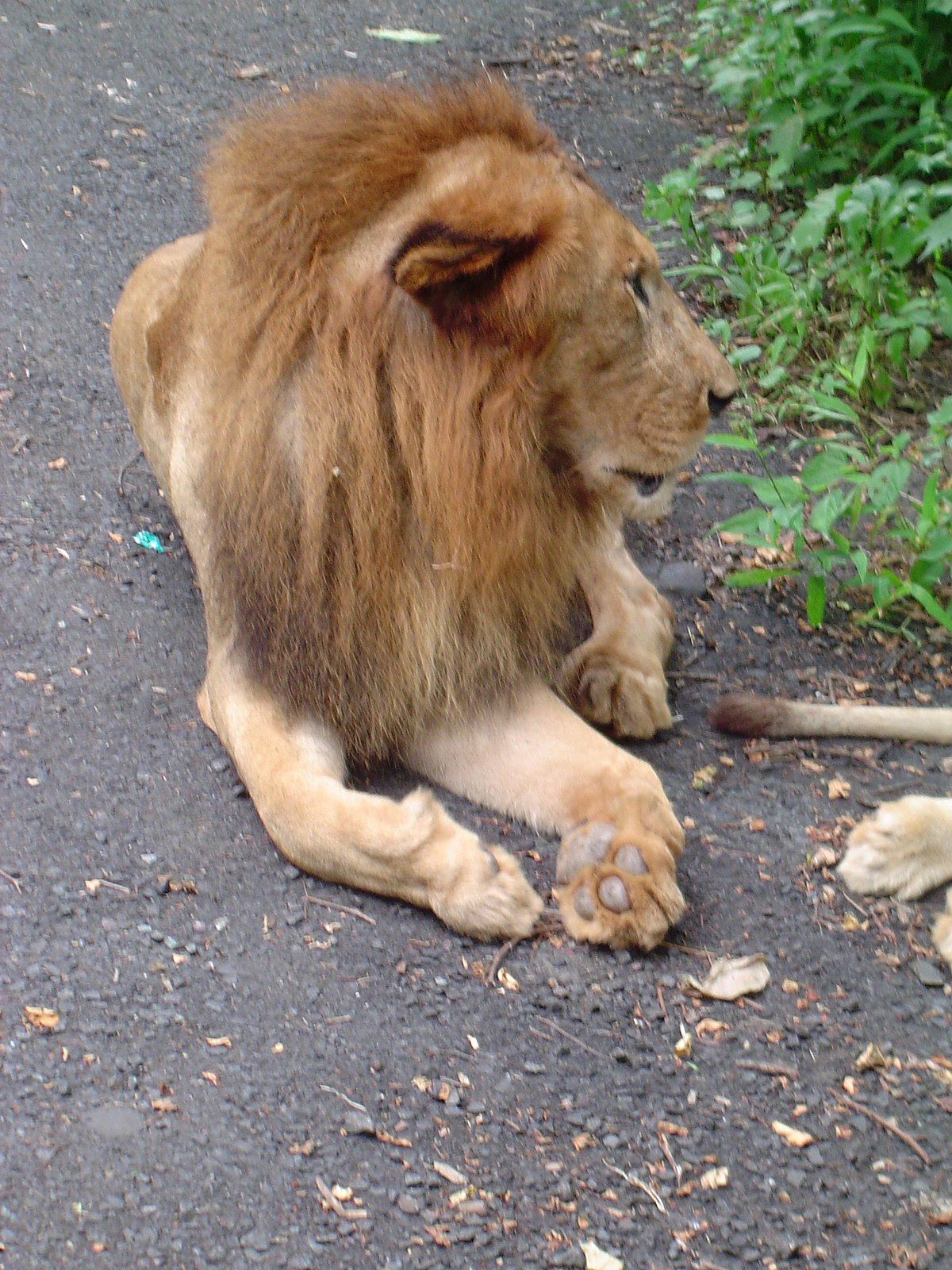 File:Lion's  - Wikimedia Commons