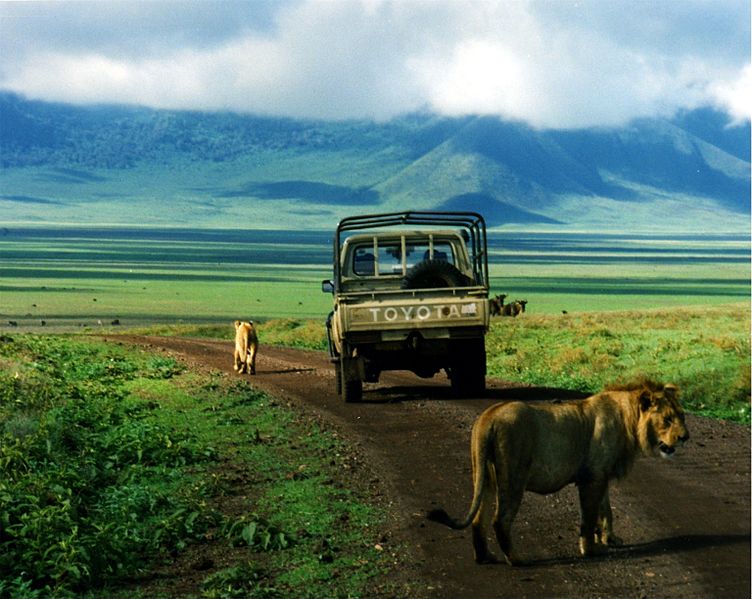 File:Lions in ngorongoro on the road.jpg