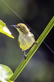 Hijau kecil sunbird (Anthreptes seimundi kruensis) 1.jpg