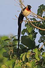 Thumbnail for Long-tailed paradise whydah