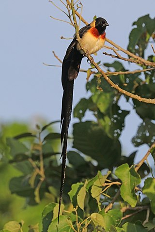 <span class="mw-page-title-main">Long-tailed paradise whydah</span> Species of bird