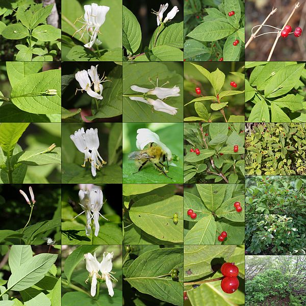 File:Lonicera tschonoskii (Montage).jpg