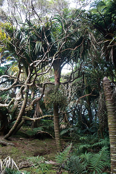 File:LordHoweIsland MtGower 286.JPG