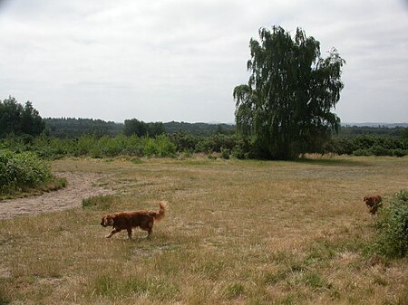 Ludshott Common geograph.org.uk 21552