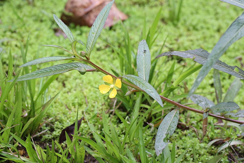 File:Ludwigia erecta (Onagraceae) (29278474563).jpg