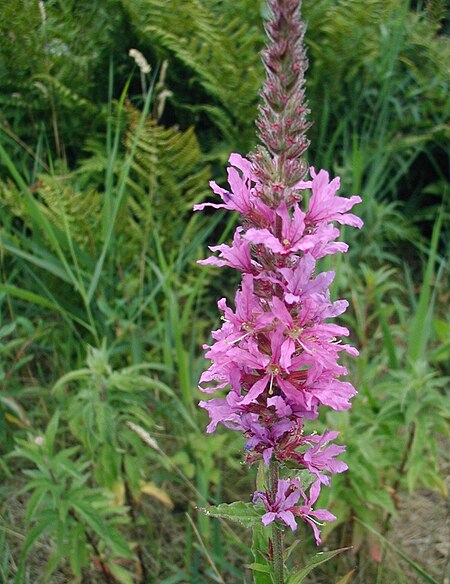 Tập_tin:Lythrum-salicaria-flowers.JPG