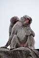 * Nomination A photo of two Japanese macaques (Macaca fuscata) in Ueno Zoo, Tokyo, in August 2019. --Jopparn 11:28, 27 September 2019 (UTC) * Decline  Oppose Blurry --Poco a poco 16:51, 27 September 2019 (UTC)