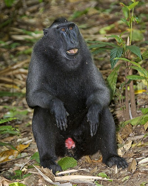 File:Macaca nigra1.jpg