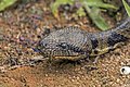 * Nomination Madagascar tree boa (Sanzinia madagascariensis), Peyrieras Nature Reserve --Charlesjsharp 09:56, 19 December 2018 (UTC) * Promotion  Support Good quality. --Ermell 10:18, 19 December 2018 (UTC)