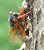 17-річна періодична цикада XIII виводку на дереві поблизу міста Чикаго